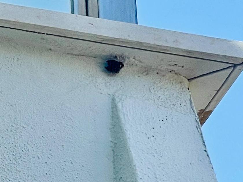 Beginnend wespennest onder de rand van het bovengelegen terras bij een beheerde woning in La Cala de Mijas